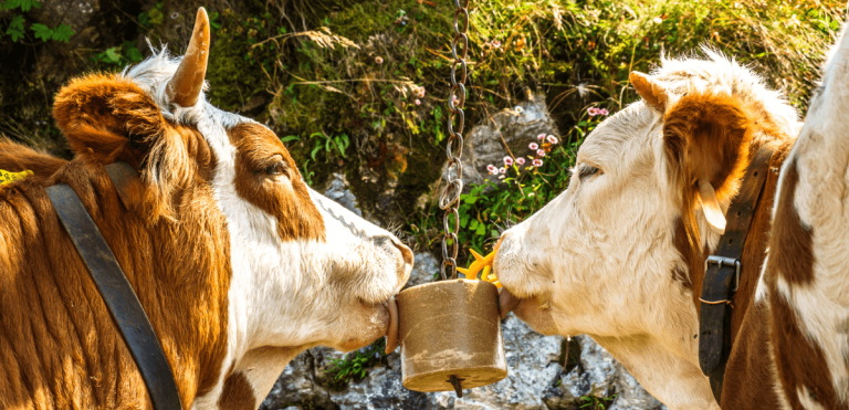 cows licking salt